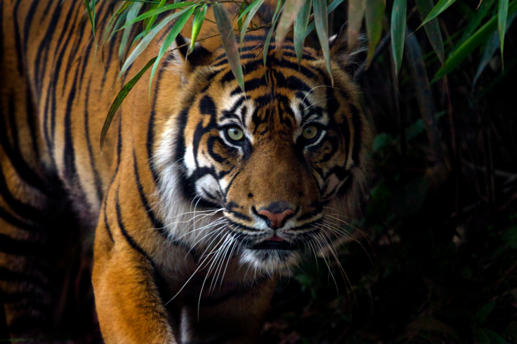 Usai Serang Warga di Gayo Lues, BKSDA Aceh Pasang Kamera Trap Buru Harimau Sumatra
