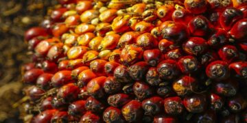 Harga TBS Sawit Aceh Naik untuk Periode 4-16 Juni 2026, Wilayah Timur Lebih Tinggi