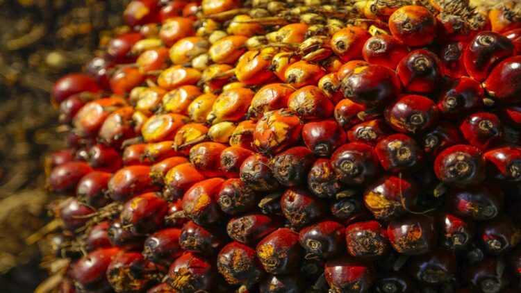 Harga TBS Sawit Aceh Naik untuk Periode 4-16 Juni 2026, Wilayah Timur Lebih Tinggi