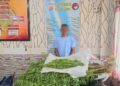 Polres Langsa Gerebek Ladang Ganja di Kebun Sawit, 1 Petani Ditangkap