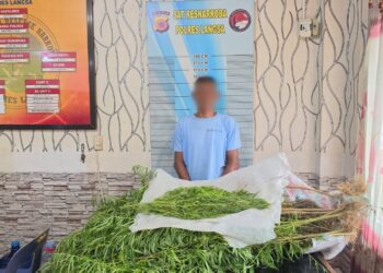 Polres Langsa Gerebek Ladang Ganja di Kebun Sawit, 1 Petani Ditangkap