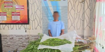 Polres Langsa Gerebek Ladang Ganja di Kebun Sawit, 1 Petani Ditangkap