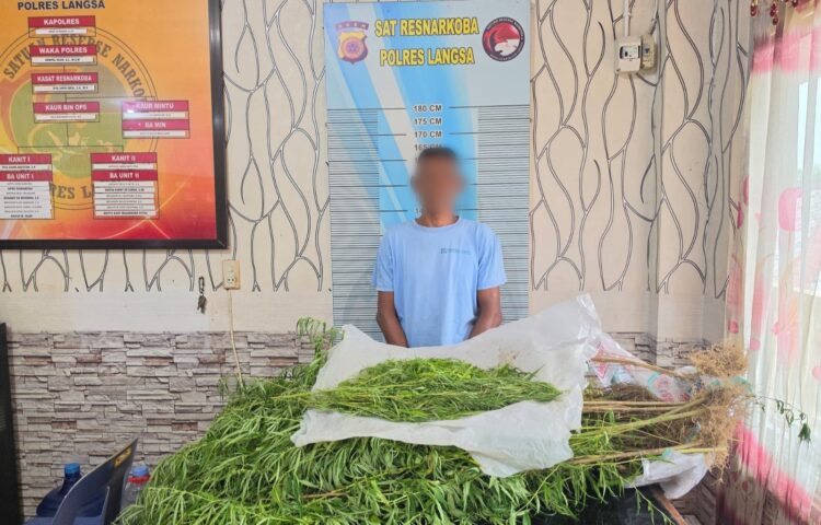Polres Langsa Gerebek Ladang Ganja di Kebun Sawit, 1 Petani Ditangkap