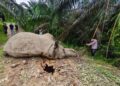 Populasi Terancam, Dua Gajah di Aceh Mati Berdekatan dalam 3 Hari