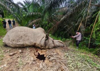 Populasi Terancam, Dua Gajah di Aceh Mati Berdekatan dalam 3 Hari