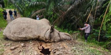 Populasi Terancam, Dua Gajah di Aceh Mati Berdekatan dalam 3 Hari