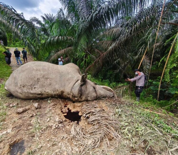 Populasi Terancam, Dua Gajah di Aceh Mati Berdekatan dalam 3 Hari